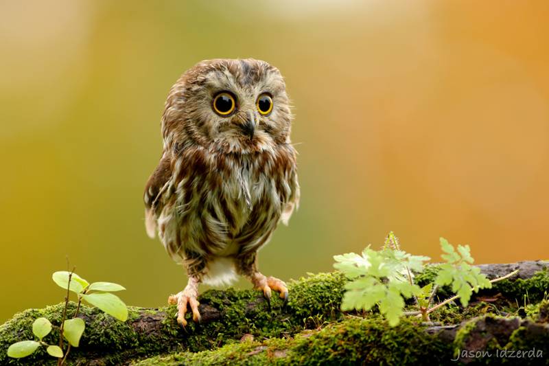 http://twistedsifter.com/2011/11/picture-of-the-day-the-miniature-northern-saw-whet-owl/
